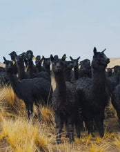 Load image into Gallery viewer, Amano Yarns Eco Puna Black