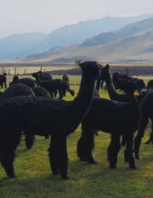 Load image into Gallery viewer, Amano Yarns Eco Puna Black